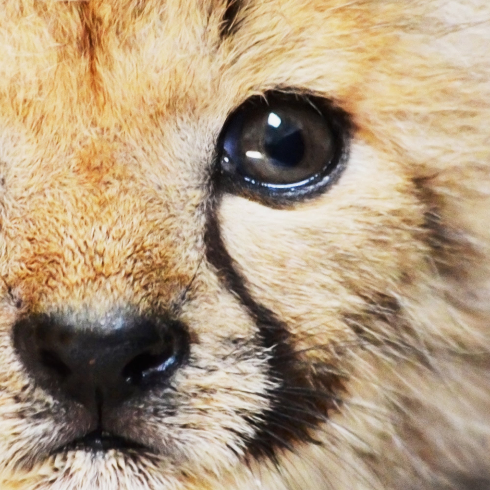 Close-up of a baby cheetah's face with a focus on its eye. Large print digital download