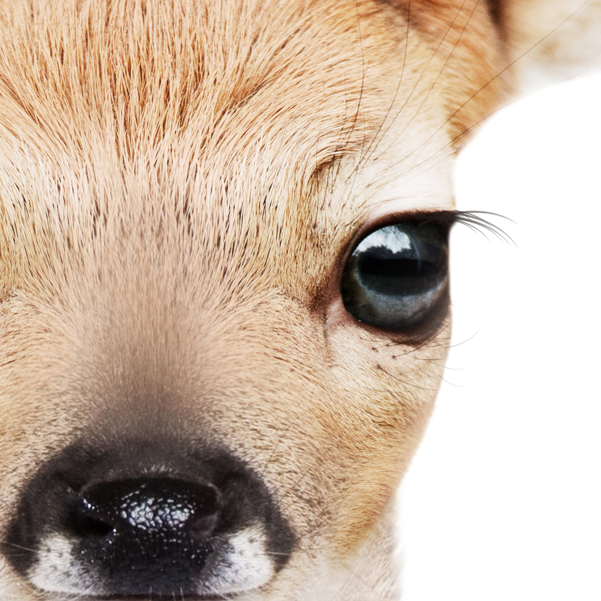 Close-up of a baby deer's face with a white background. Large print igital download