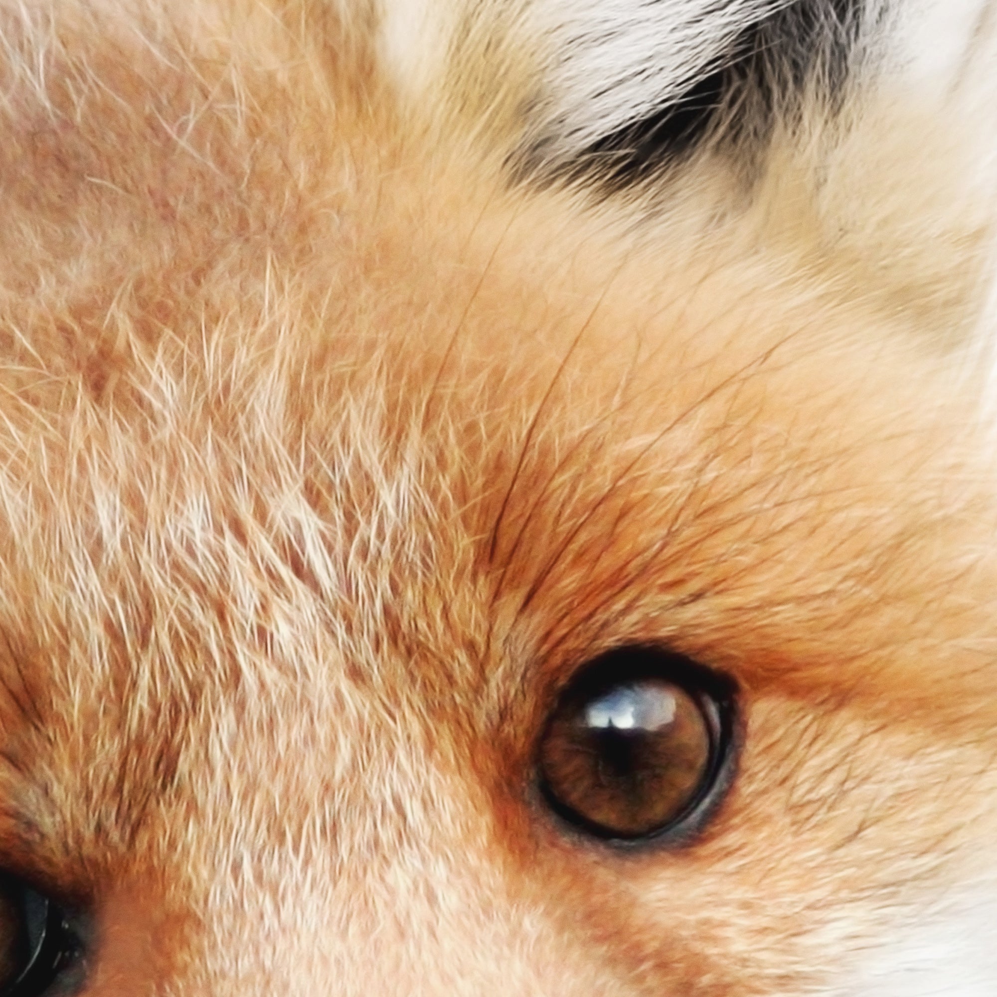 Close-up of a baby fox's eye. Large print digital download