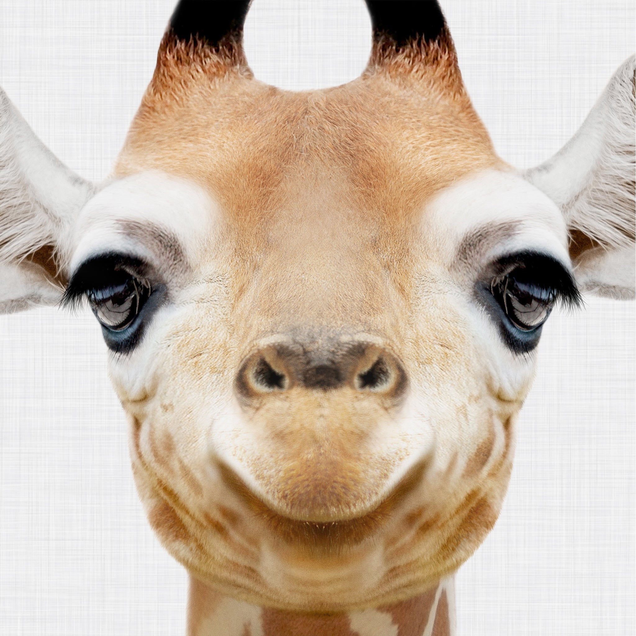 Close-up of a baby giraffe's face with a grey background. Large printable wall art