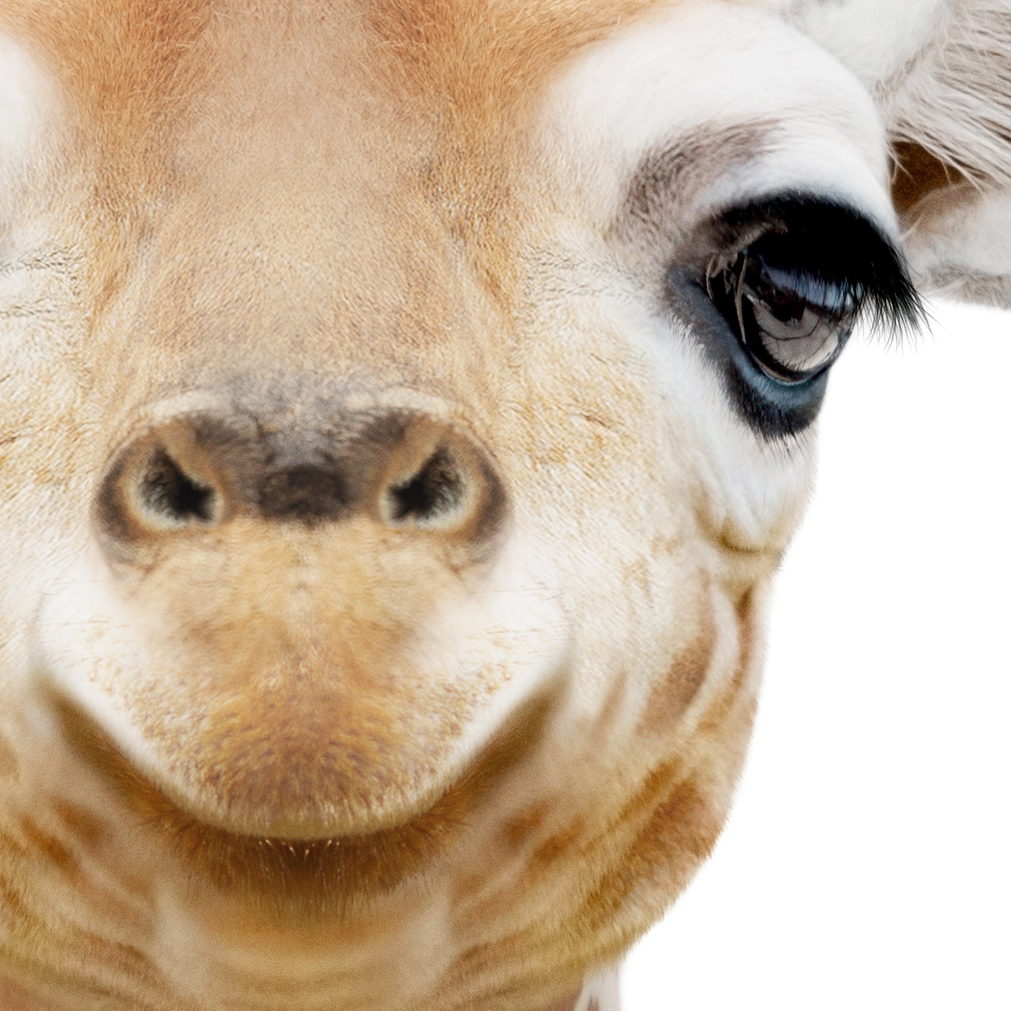 Close-up of a baby giraffe's face with a white background. Large print digital download