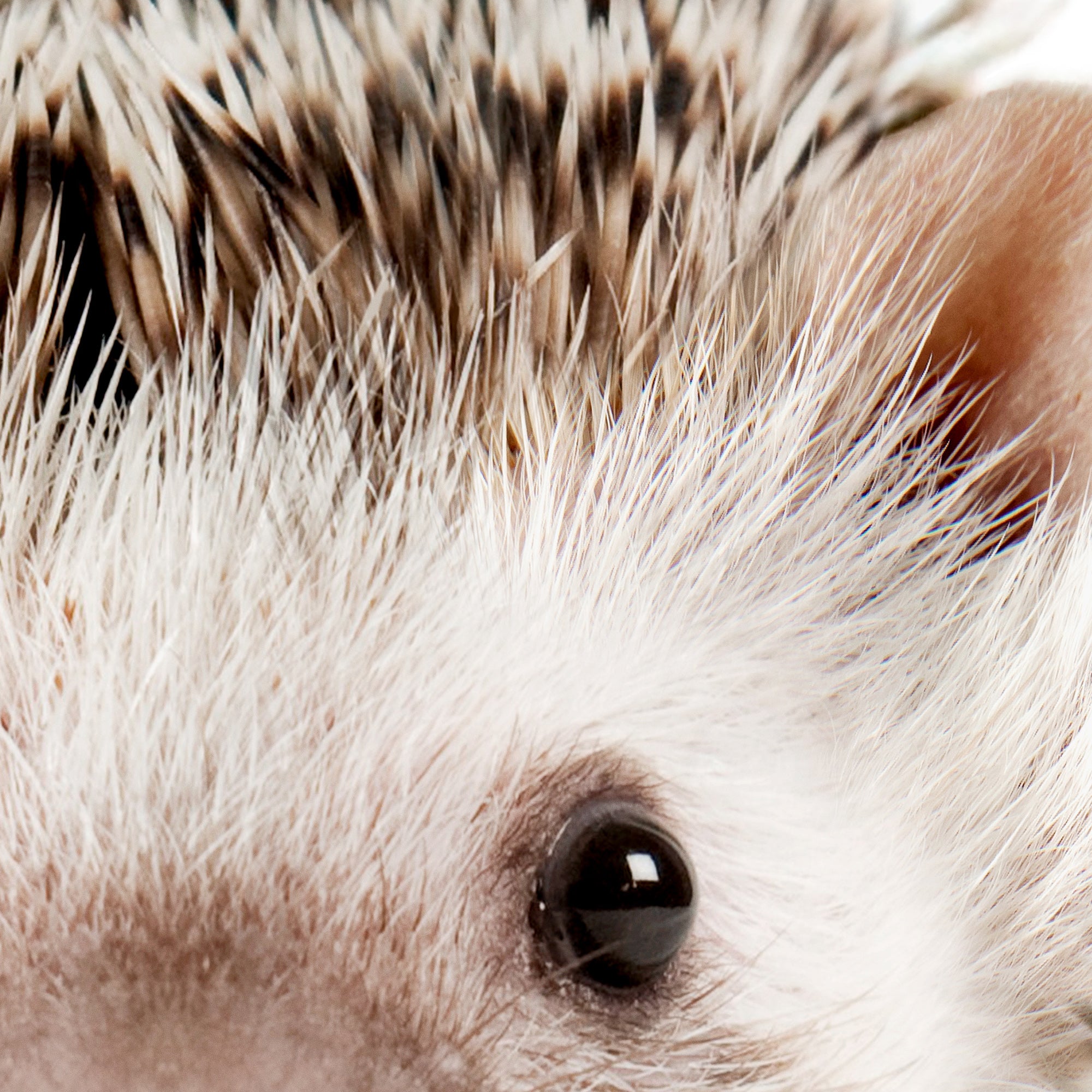 Close-up of a baby hedgehog's face with detailed fur texture. Large print digital download