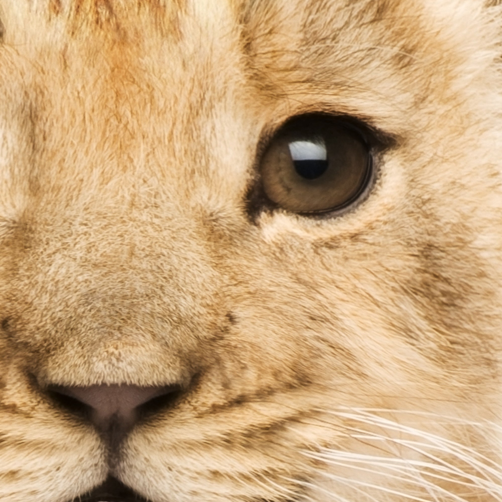 Close-up of a baby lion's face with a focus on its eye. Large print digital download