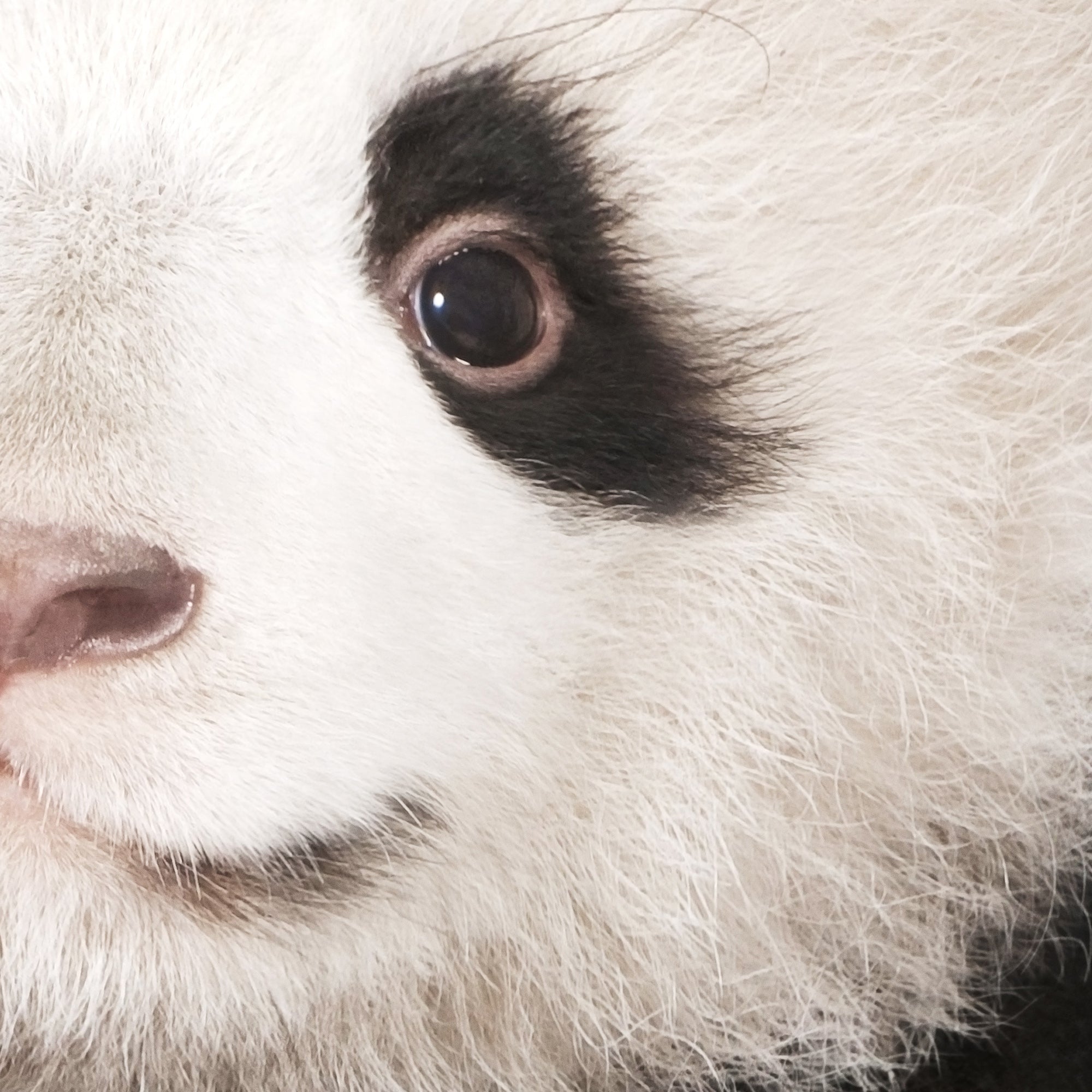 Close-up of a baby panda. large print digital download