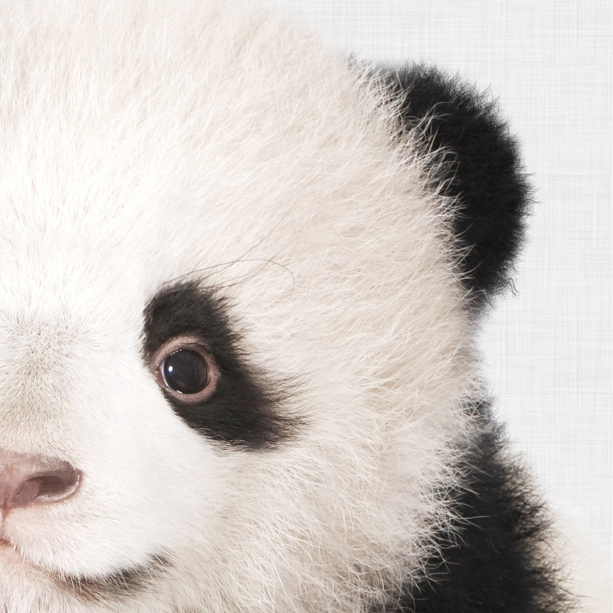 Close-up of a baby panda's face with a grey background. Printable wall art