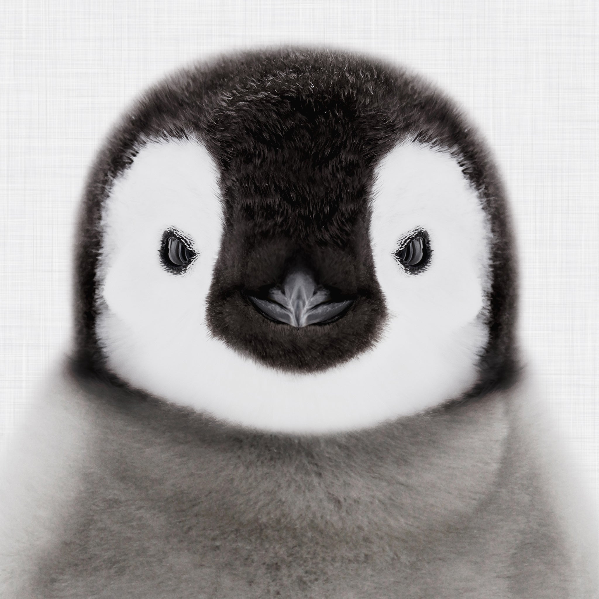 Close-up of a baby penguin with a grey background. Printable wall art