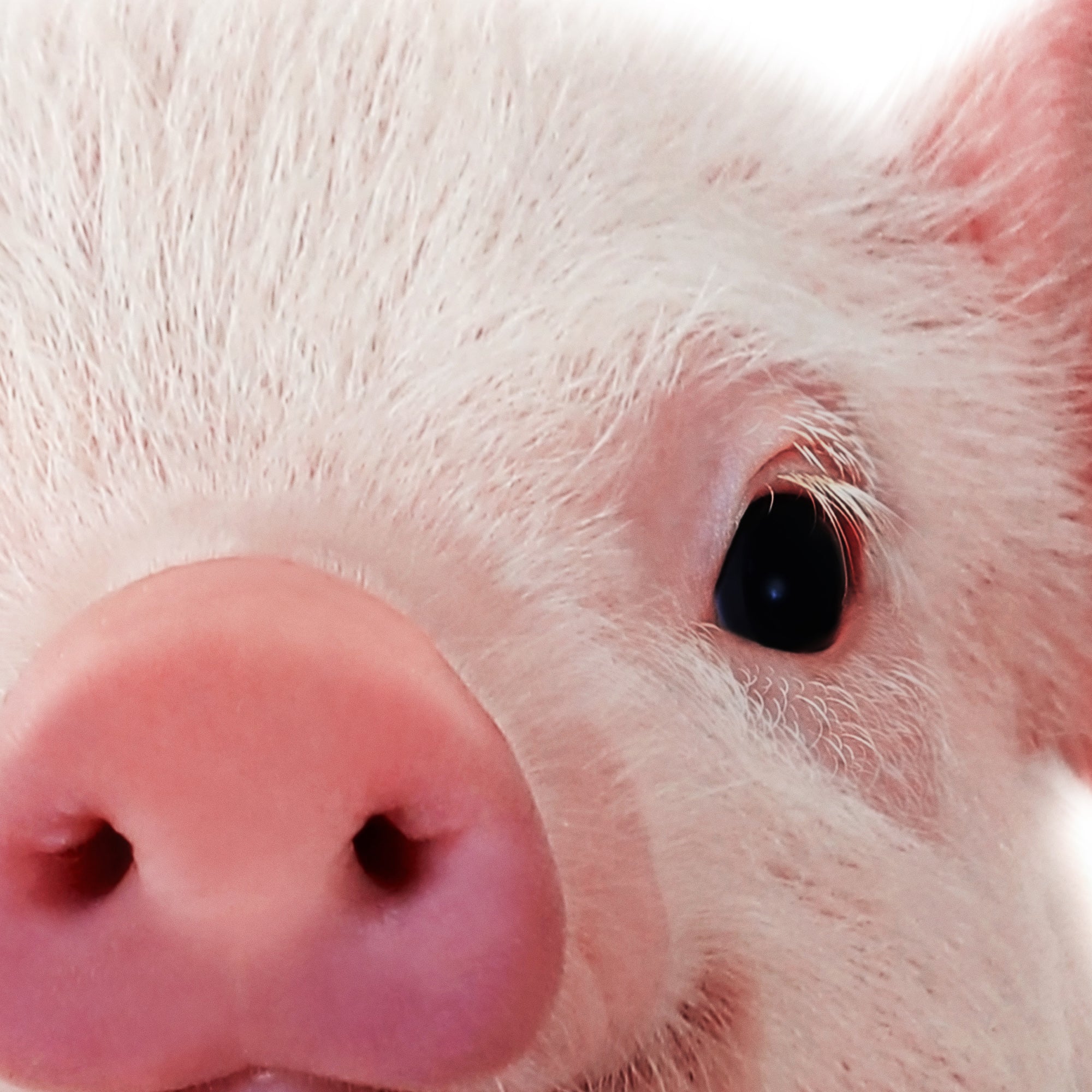 Close-up of a baby pig's face with a pink snout and black eyes. Large print digital download