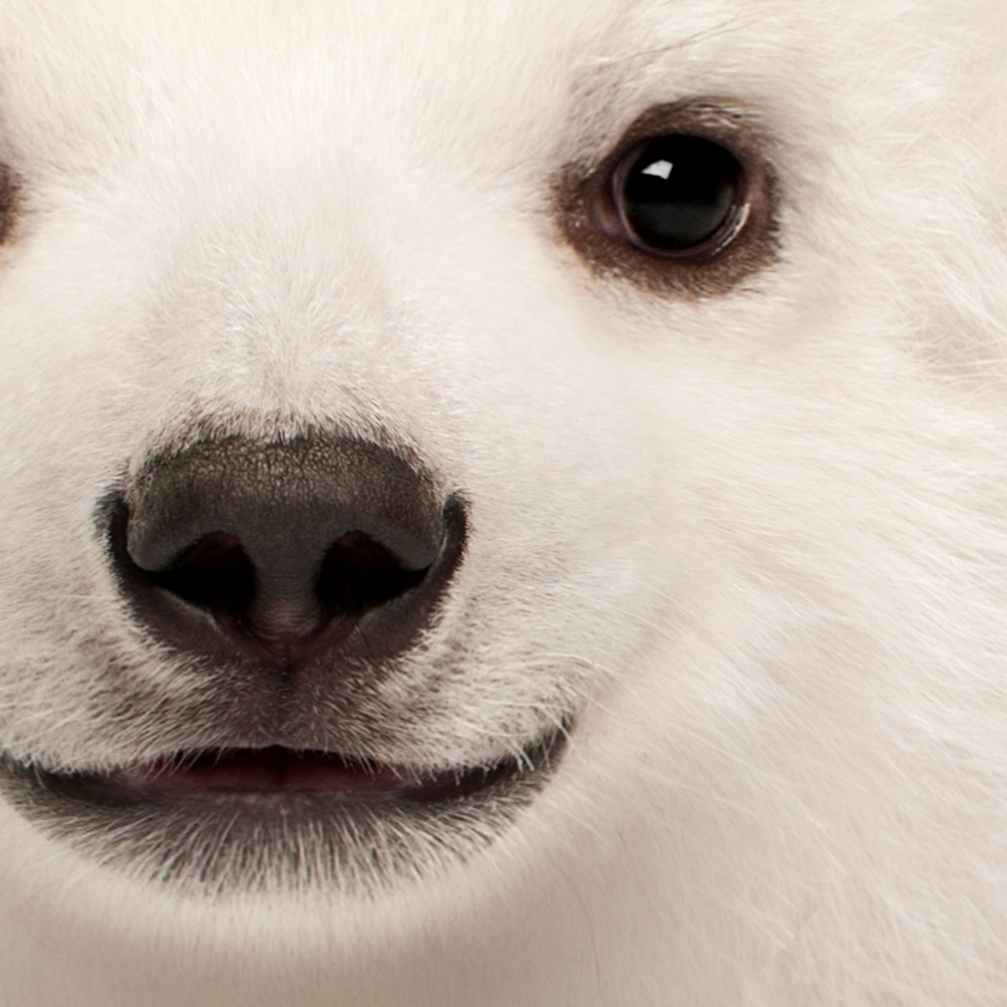 Close-up of a baby polar bear's face. Large print digital download