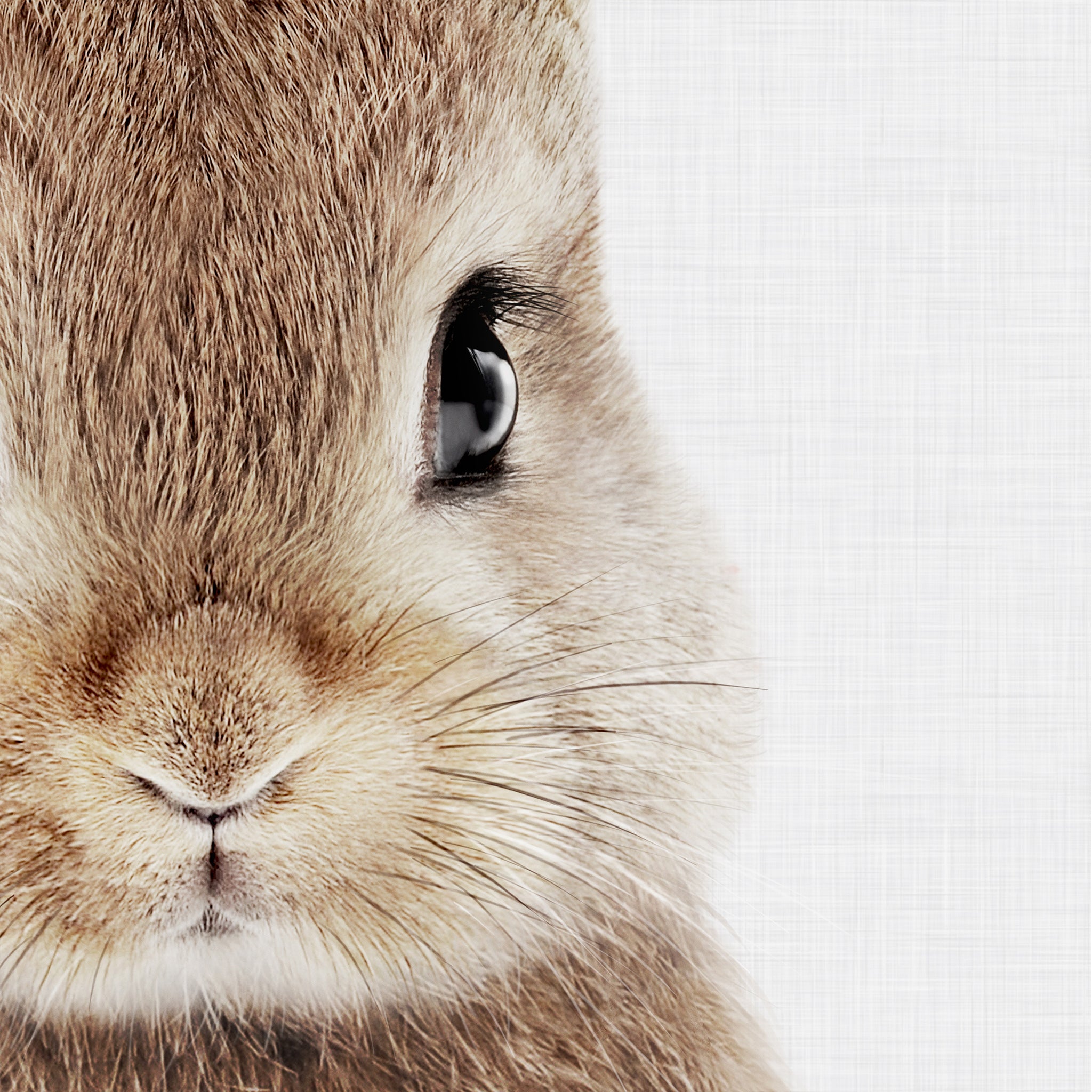 High-resolution print, quality up to 24"x36" size, large printable wall art. Digital Download. Close-up of a baby bunny rabbit print