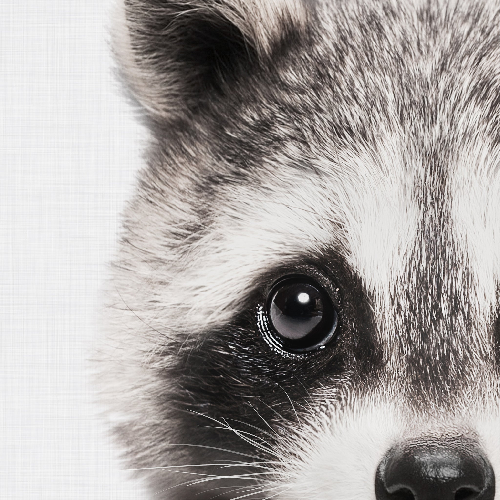Close-up of a baby raccoon's face on a grey background. Large printable wall art