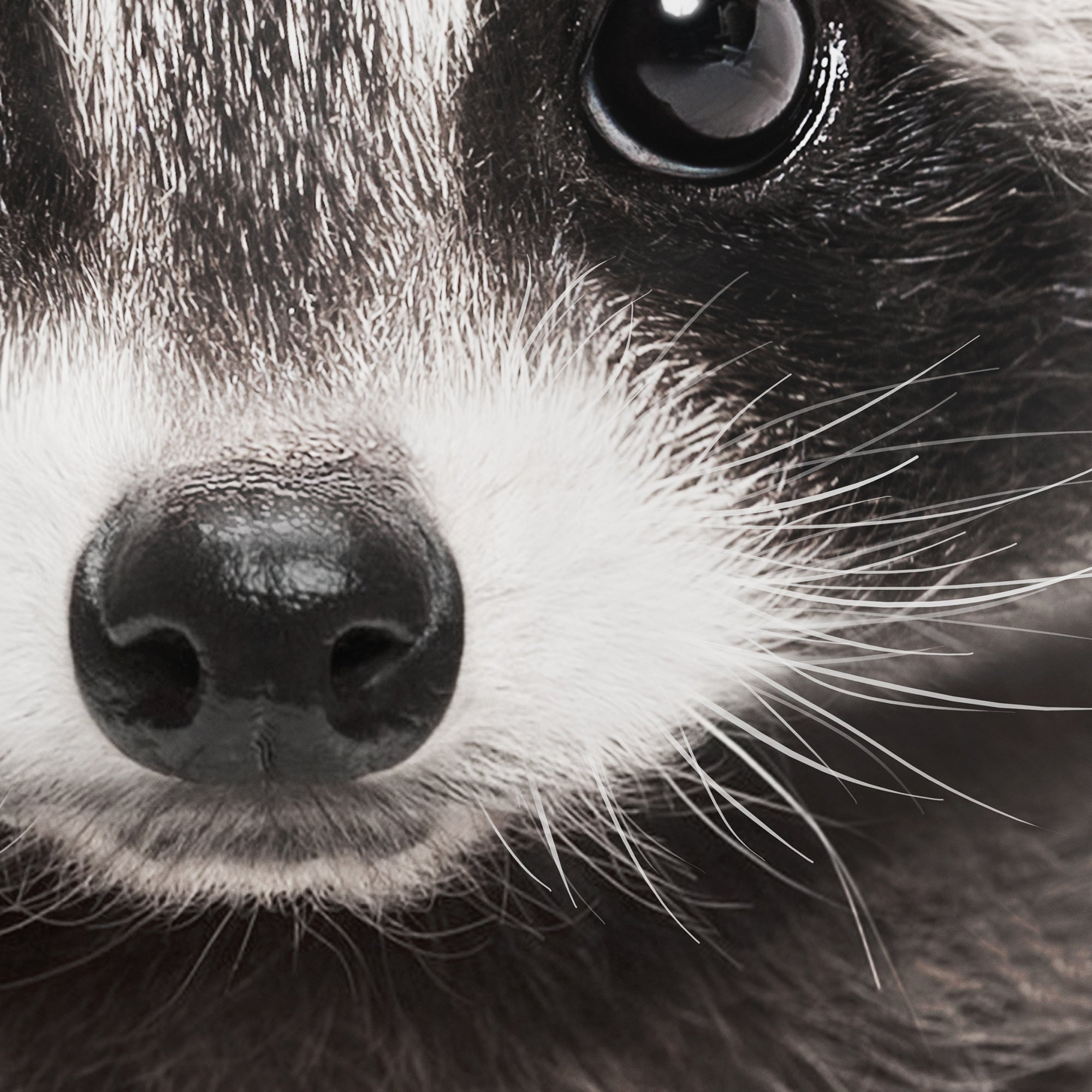 Close-up of a baby raccoon's face with a focus on its nose and whiskers. large print digital download