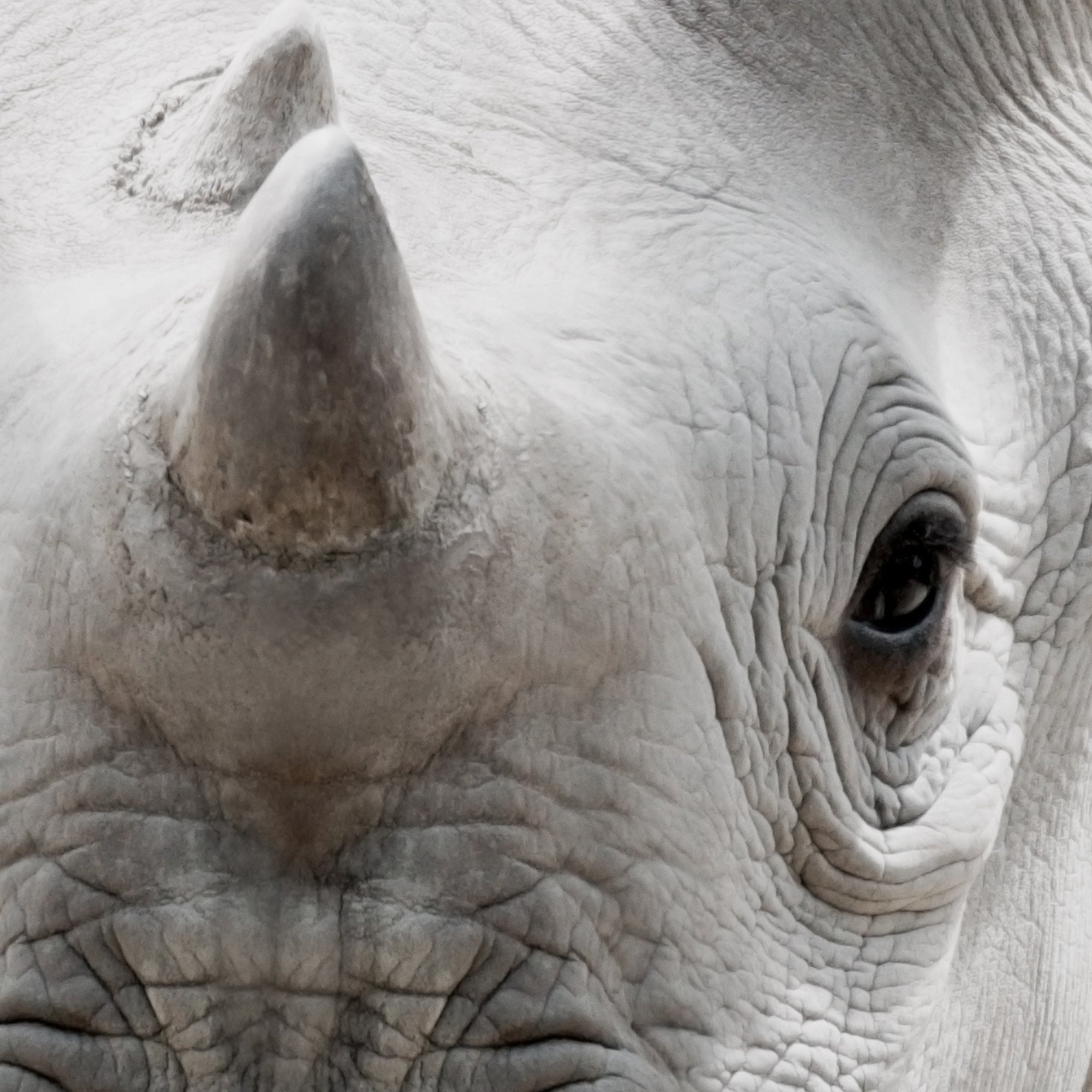 Close-up of a baby rhinoceros' face with detailed texture. Large printable wall art