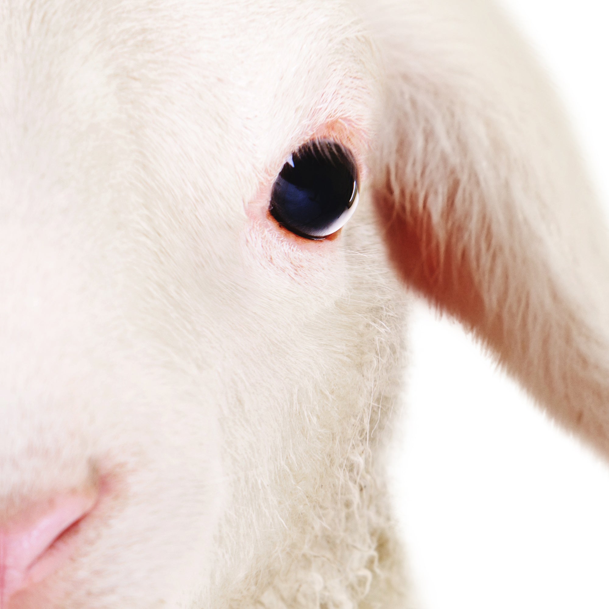 Close-up of a baby sheep's eye. Large print digital download