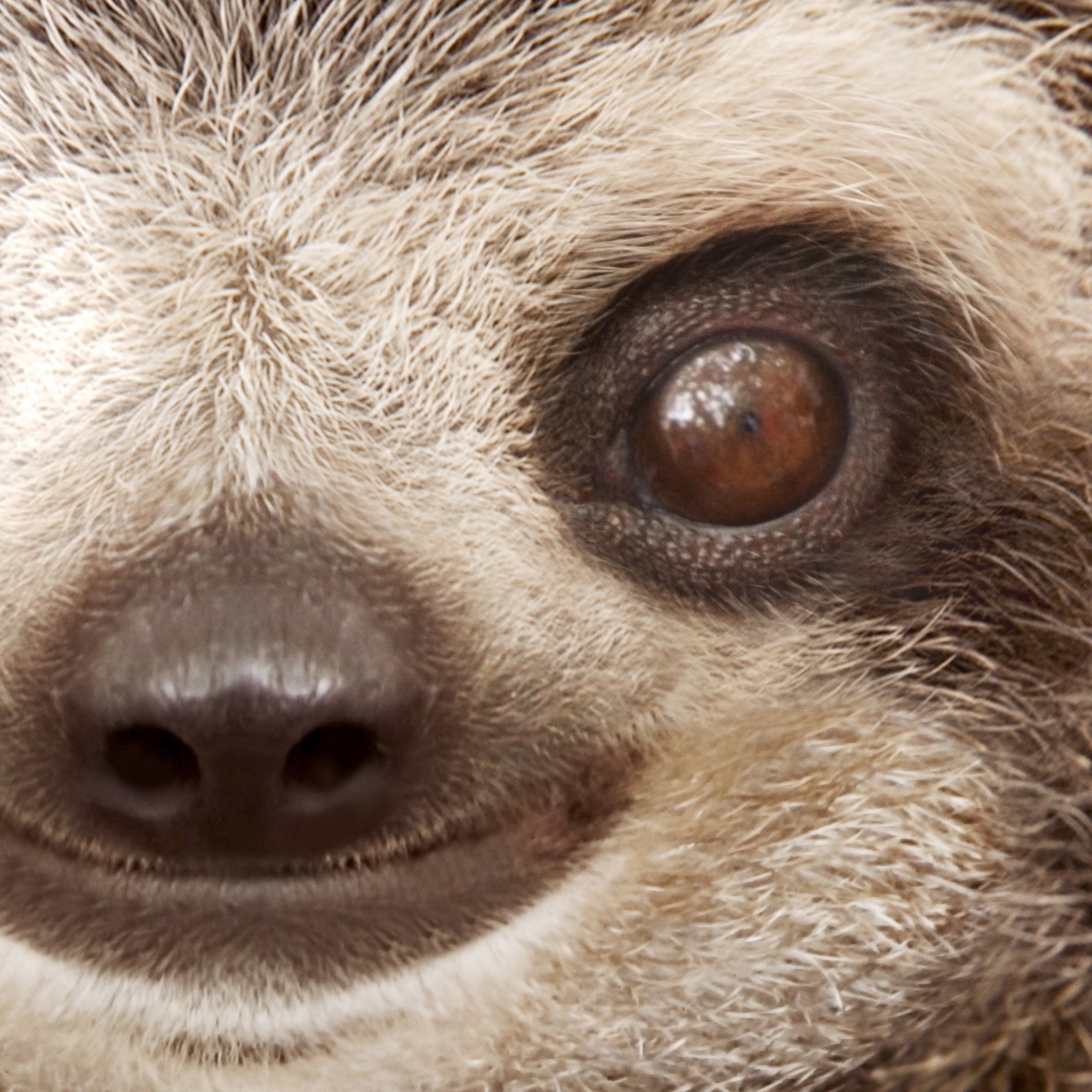 Close-up of a baby sloth's face with a focus on its eye. Large Digital Download