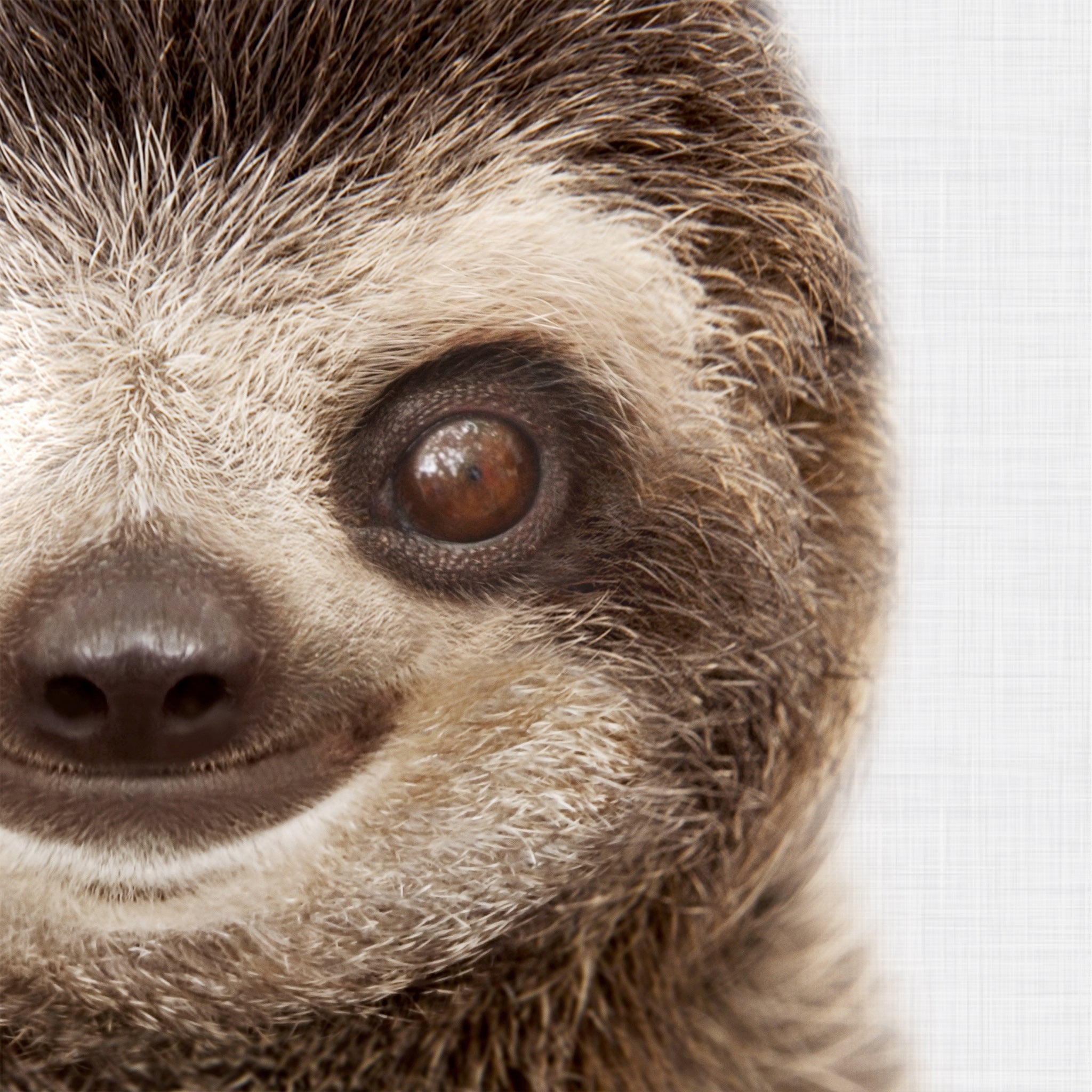 Close-up of a baby sloth's face with a neutral background. Printable wall art