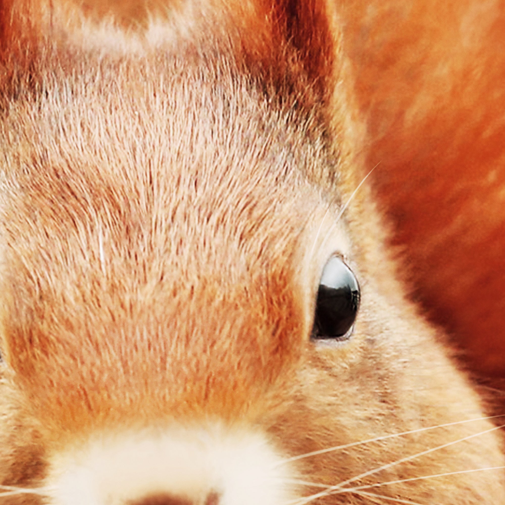 Close-up of a baby squirrel's face. Large digital download