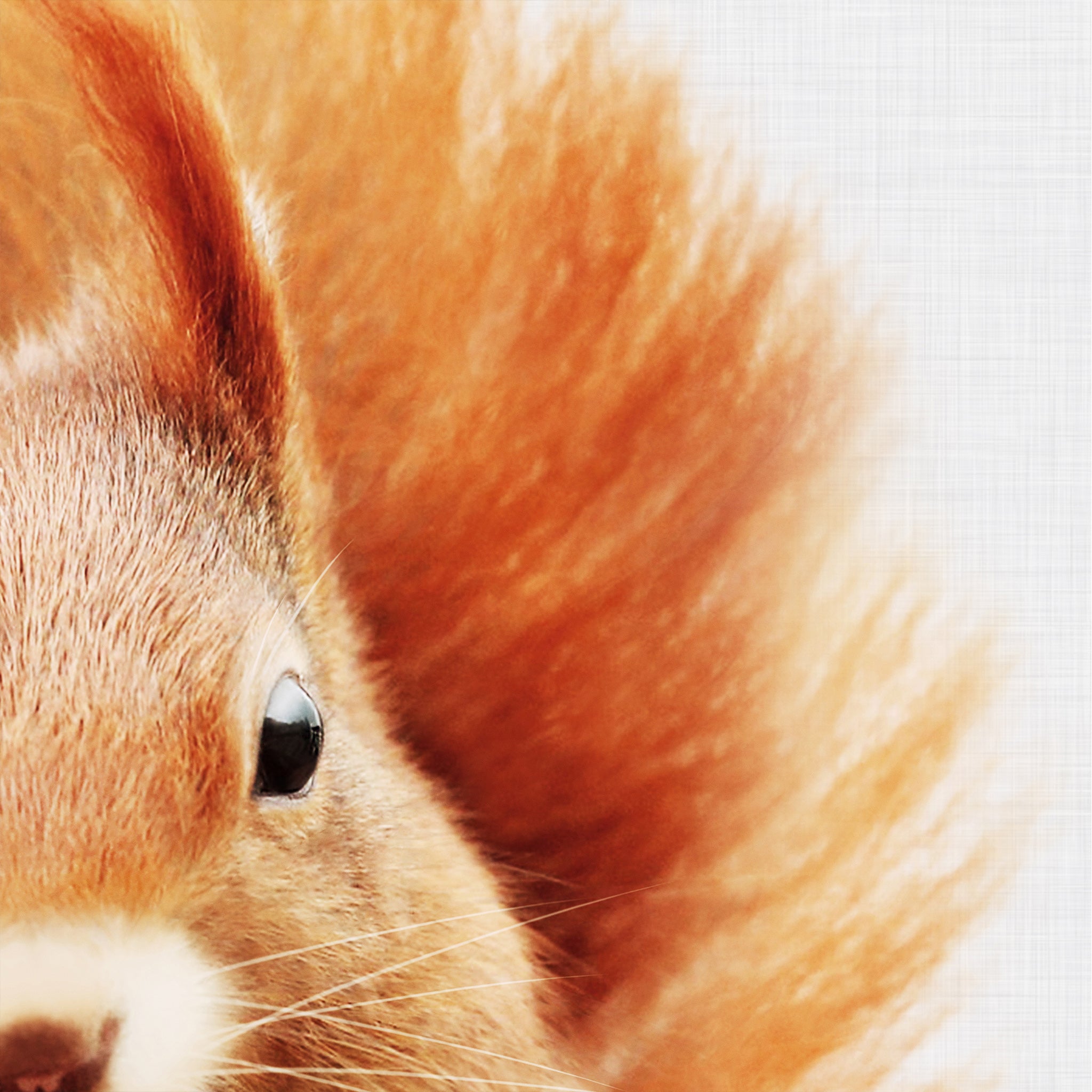 Close-up of a baby squirrel's face on a grey background. Printable wall art