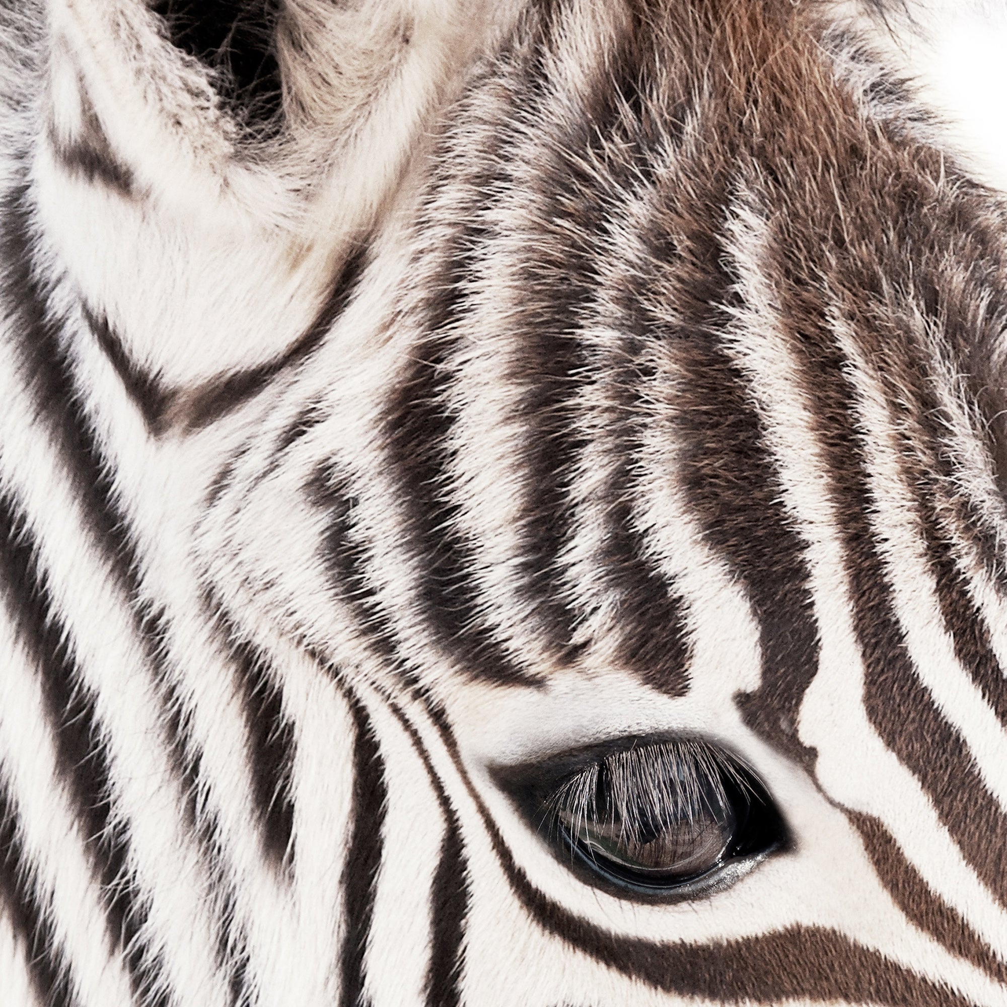 Close-up of a baby zebra's eye with its distinctive black and white stripes. Large print digital download