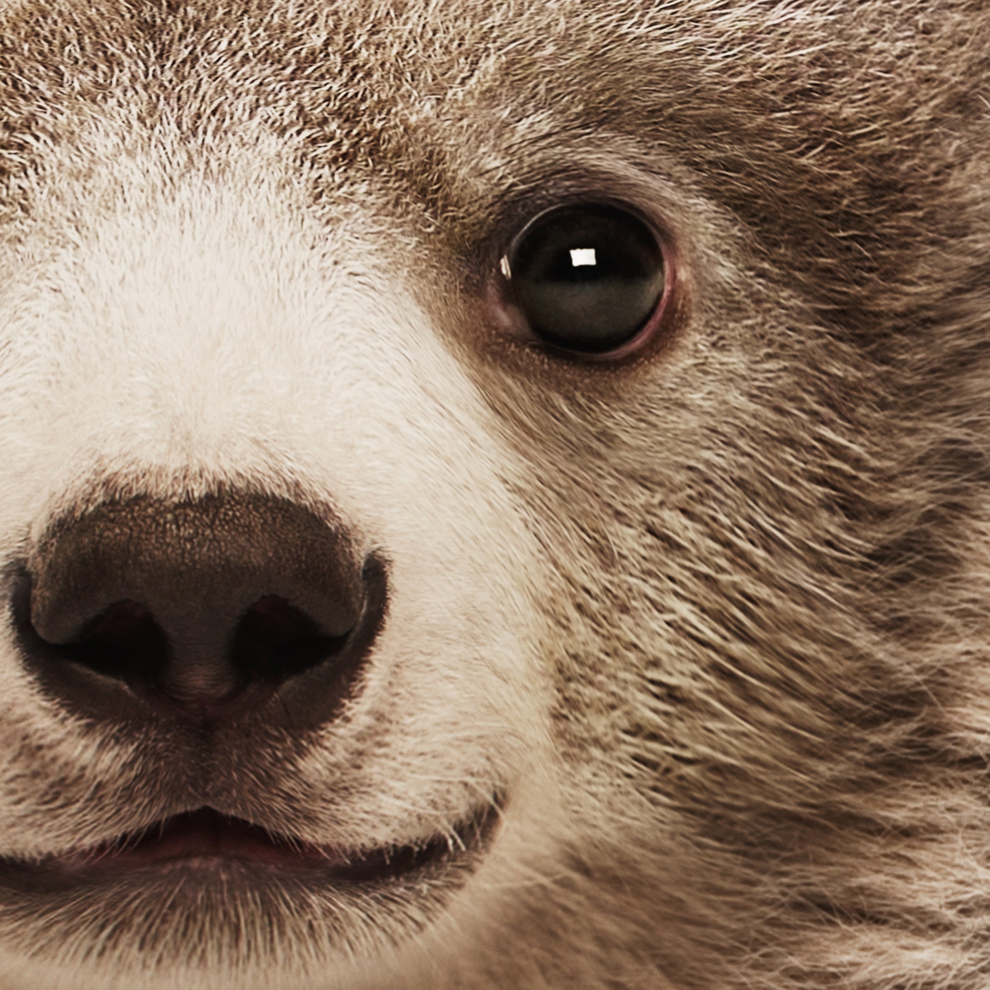 Close-up of a bear's face with a focus on its eye and fur texture. Large printable wall art