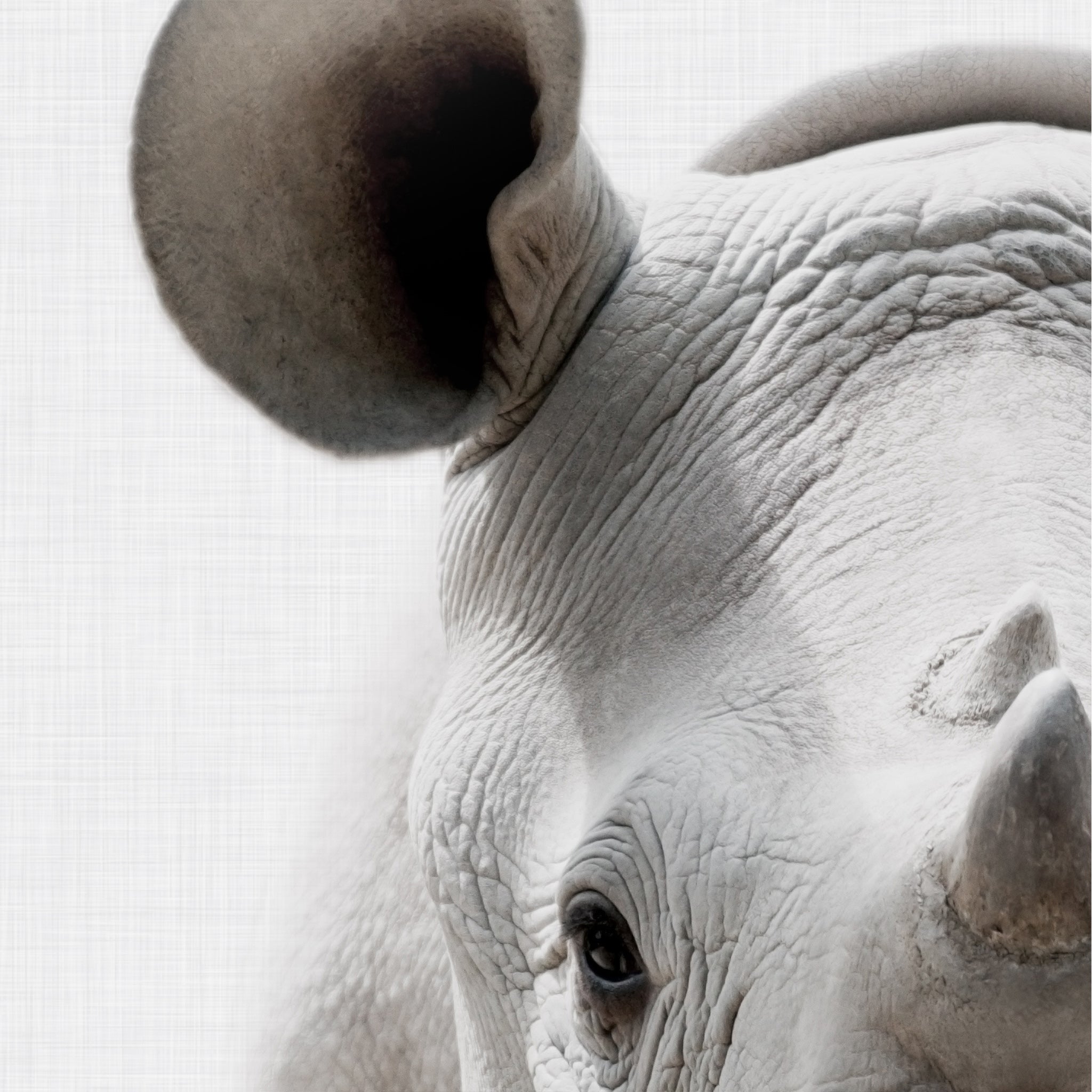 Close-up of a rhinoceros' eye and horn on a grey background. Large printable wall art