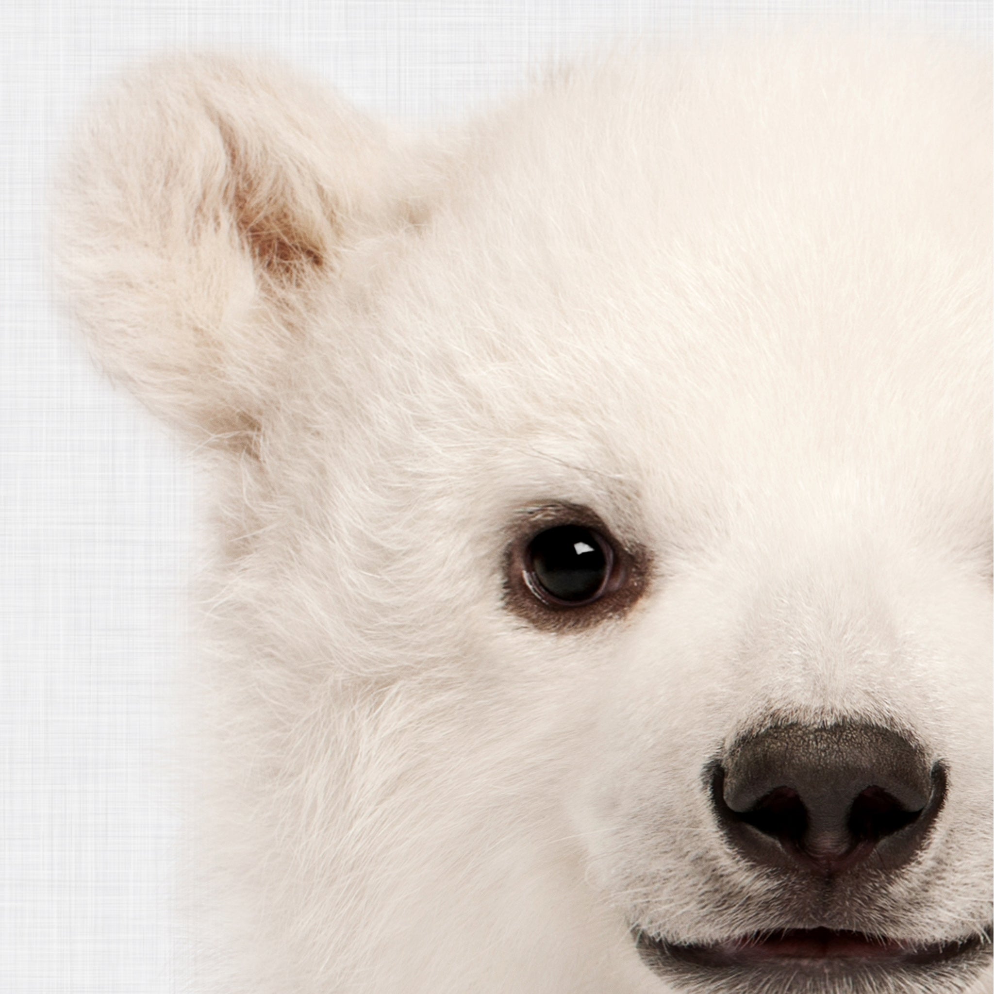Close-up of a white baby bear's face on a light gray background. Large Printable wall art