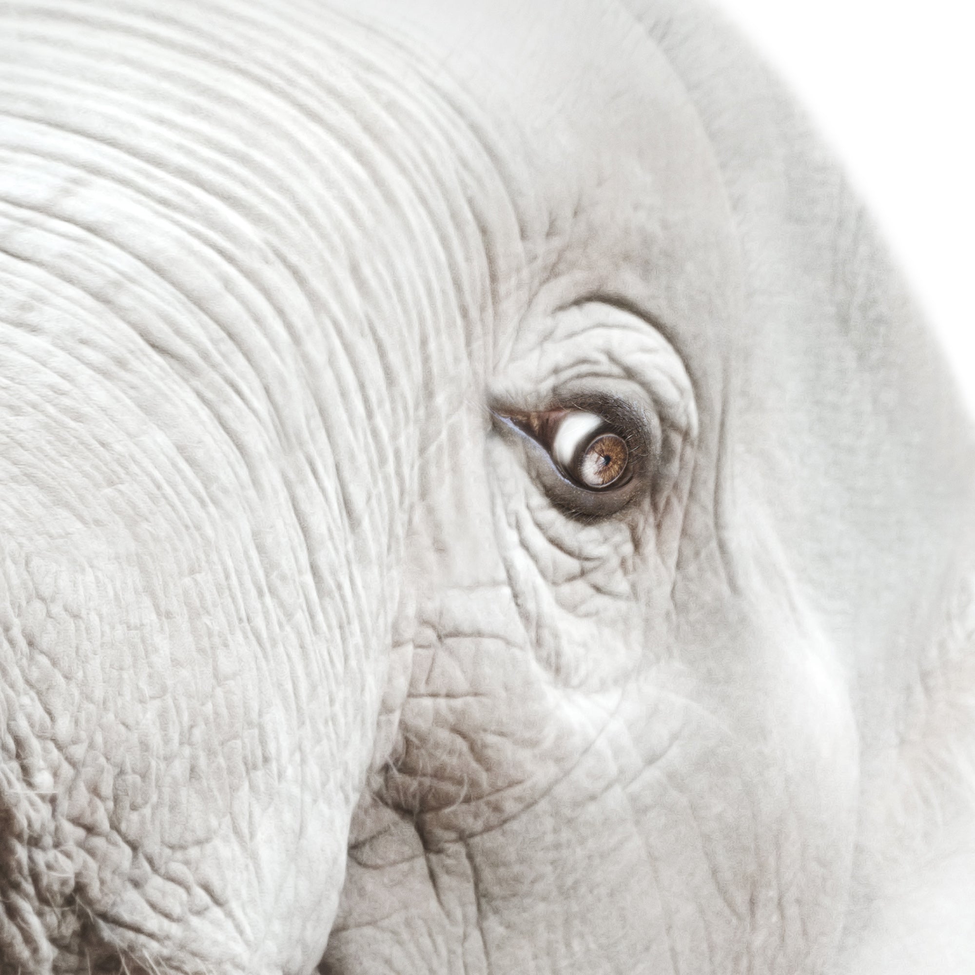 Close-up of an baby elephant's eye with a blurred background. Large print digital download