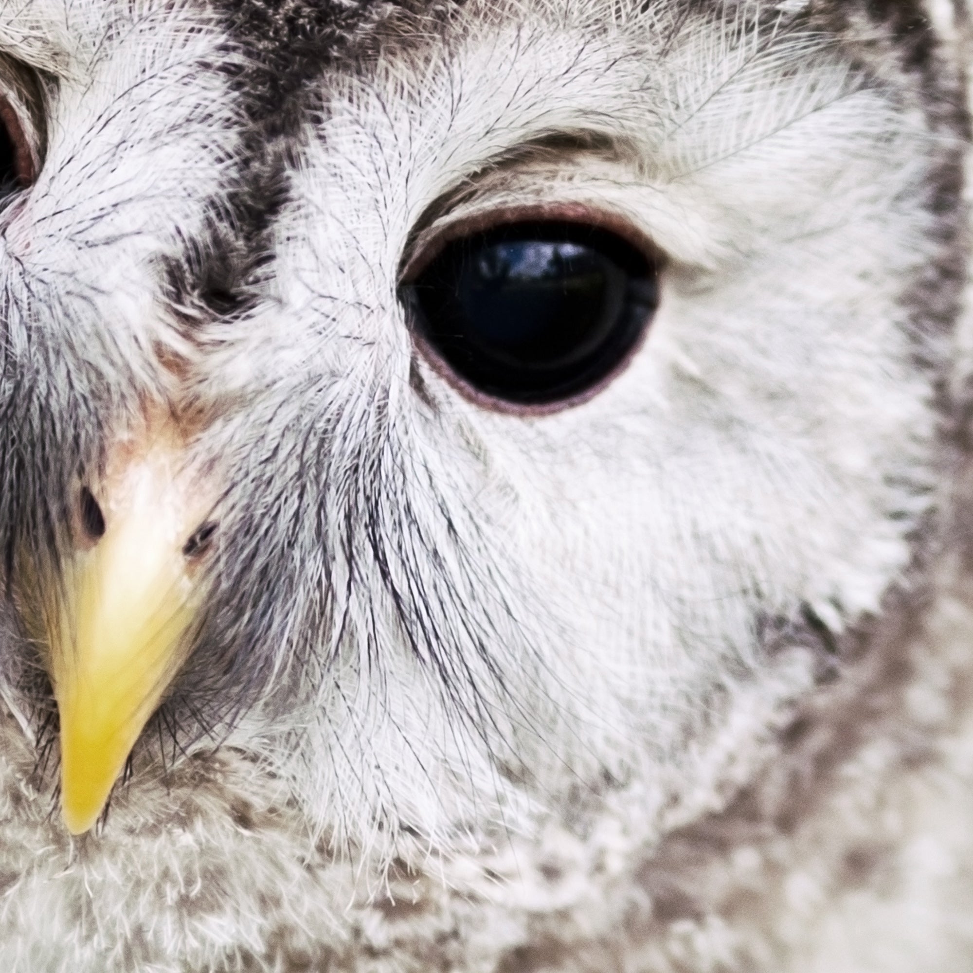 Close-up of an baby owl face with a focus on its eye. Large print digital download