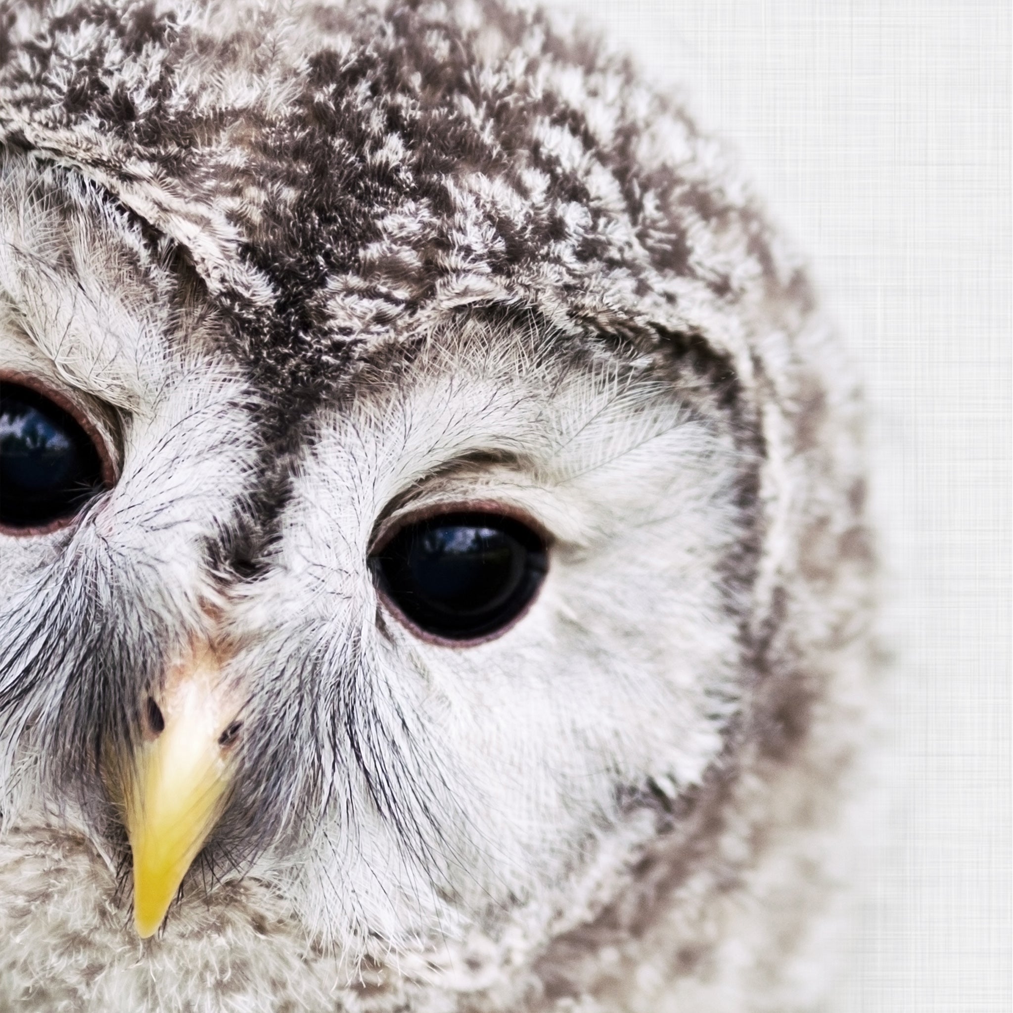Close-up of an baby owl's face with a grey background. Printable wall art